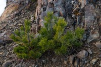 Lodgepole pine (Pinus contorta) on Tower Peak, Takitimu Mountains. Photo D Hegg